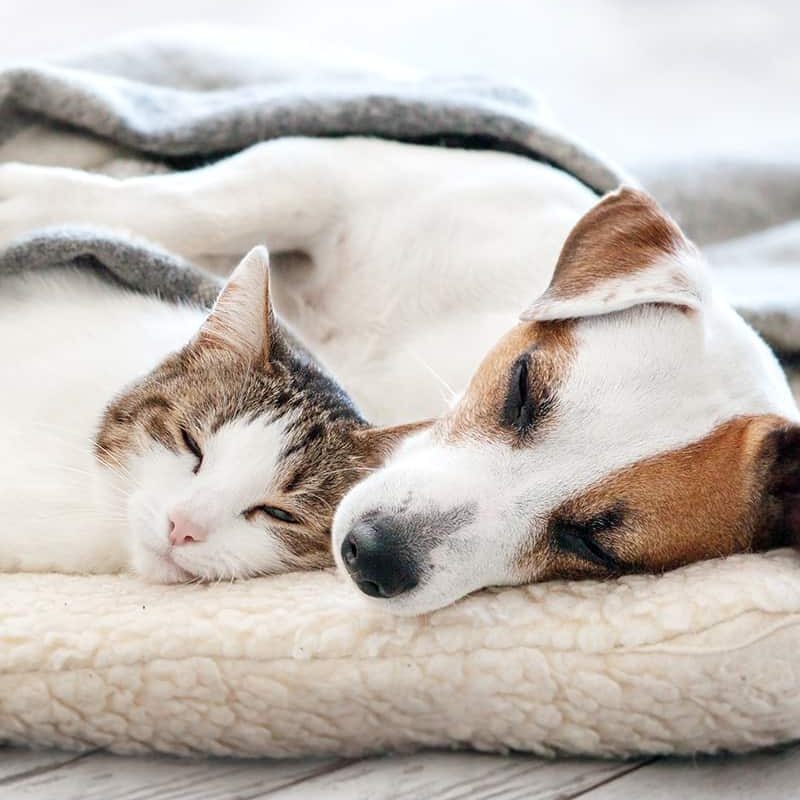 Emotionscode fuer Tiere Rebecca Steiner Emotionscode fuer Tiere Rebecca Steiner